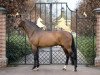 stallion Santano (Oldenburg, 2002, from Sandro Hit)