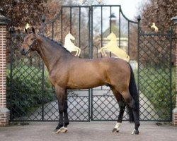 stallion Santano (Oldenburg, 2002, from Sandro Hit)