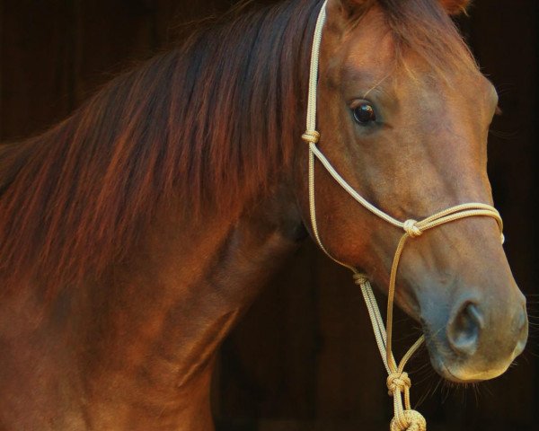 broodmare Dear Daisy NOW (Westphalian, 2011, from Destano)