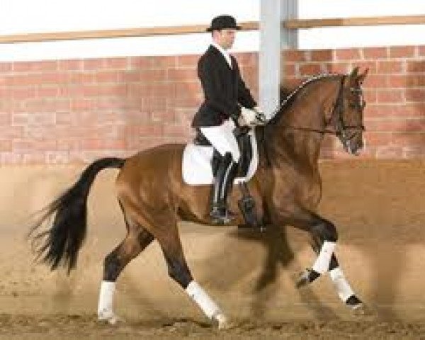 stallion Finito (Westphalian, 2006, from Flovino)