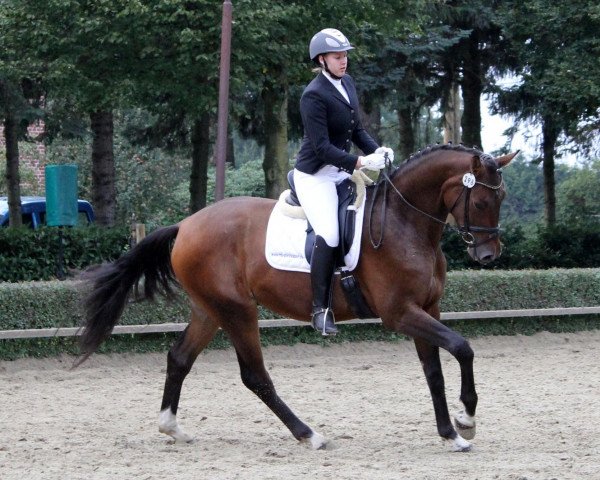 dressage horse Finito L'Amore (Westphalian, 2010, from Finito)