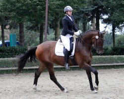 dressage horse Finito L'Amore (Westphalian, 2010, from Finito)