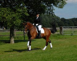 dressage horse Armani 205 (Holsteiner, 2001, from Aljano)