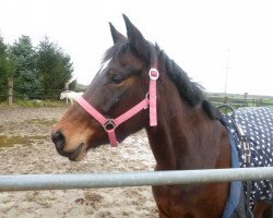 dressage horse Napoli 52 (German Riding Pony, 2009, from Night-Power)