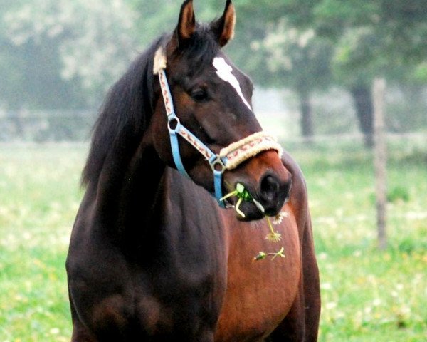 horse Rubi (polish noble half-breed, 2007, from Winchester)