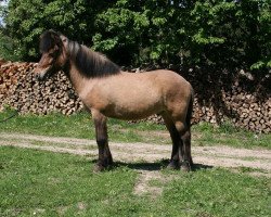 horse David vom Forlenwald (Iceland Horse, 2003, from Dagur frá Kjarnholtum I)