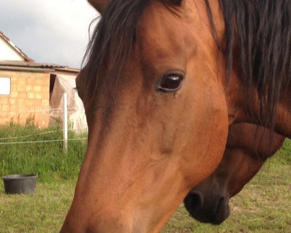 Zuchtstute Carina 272 (Hessisches Warmblut, 1994, von Chasseur II)