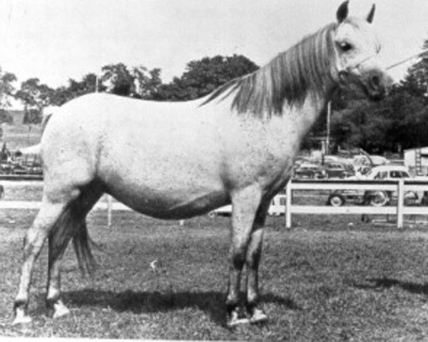 Zuchtstute Coed Coch Pansi (Welsh Mountain Pony (Sek.A), 1942, von Coed Coch Glyndwr)