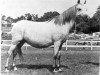 broodmare Coed Coch Pansi (Welsh mountain pony (SEK.A), 1942, from Coed Coch Glyndwr)