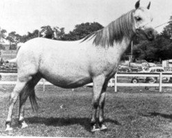 Zuchtstute Coed Coch Pansi (Welsh Mountain Pony (Sek.A), 1942, von Coed Coch Glyndwr)