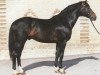 stallion Dekan (Württemberger, 1973, from Derneburg)