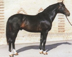 stallion Dekan (Württemberger, 1973, from Derneburg)