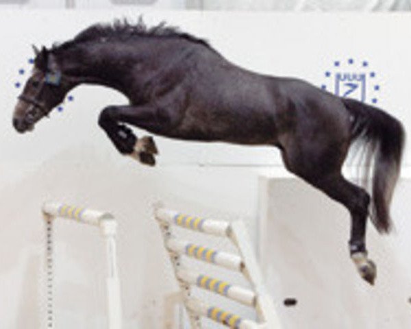 stallion Cheurano Z (Zangersheide riding horse, 2001, from Chellano Z)