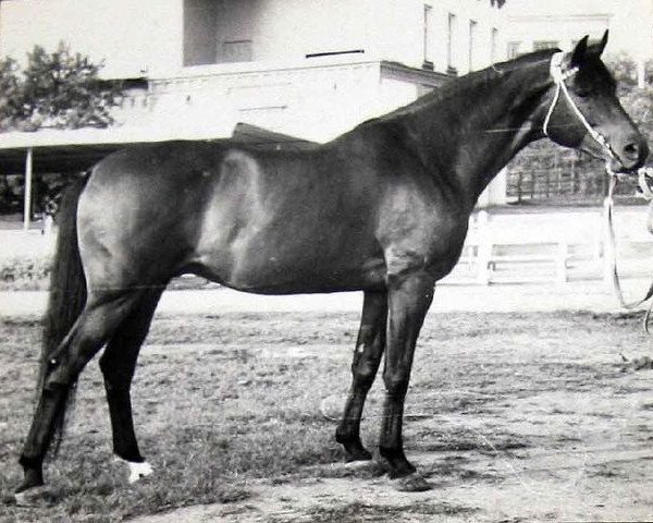 stallion Osadok 13 (Russian Trakehner, 1955, from Ossian 26)
