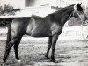 stallion Osadok 13 (Russian Trakehner, 1955, from Ossian 26)