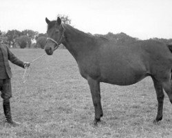 Zuchtstute Herdmuetterchen (Trakehner, 1919, von Parsee xx)