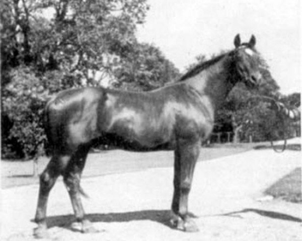 stallion Immer Voran (Trakehner, 1933, from Dampfross)