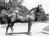 stallion Immer Voran (Trakehner, 1933, from Dampfross)
