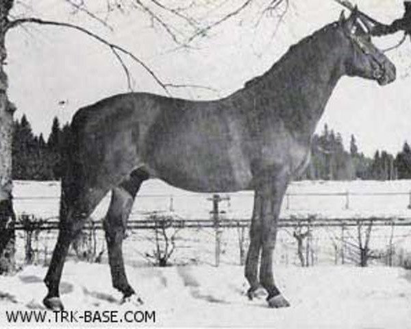 stallion Imperator (Trakehner, 1951, from Immer Voran)