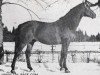 stallion Imperator (Trakehner, 1951, from Immer Voran)