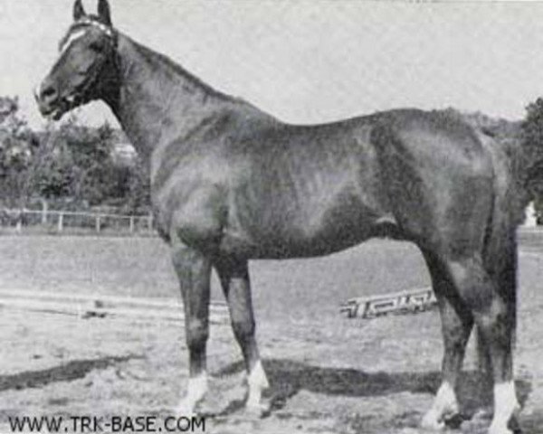 stallion Altgold (Trakehner, 1959, from Imperator)