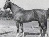 stallion Altgold (Trakehner, 1959, from Imperator)