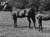 broodmare Aloe xx (Thoroughbred, 1926, from Son In Law xx)