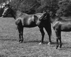 Zuchtstute Aloe xx (Englisches Vollblut, 1926, von Son In Law xx)