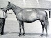 broodmare Chenille xx (Thoroughbred, 1940, from King Salmon xx)