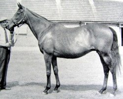 broodmare Chenille xx (Thoroughbred, 1940, from King Salmon xx)