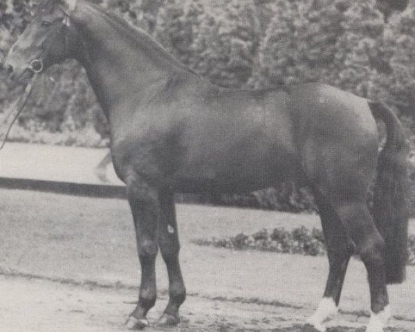 stallion Grünberg (Westphalian, 1967, from Grünspecht)