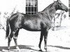stallion Aviso AA (Anglo-Arabs, 1974, from Clovis AA)