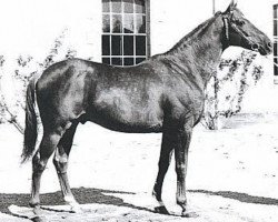 stallion Aviso AA (Anglo-Arabs, 1974, from Clovis AA)