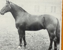 stallion Juragold (Hanoverian, 1936, from Journalist)