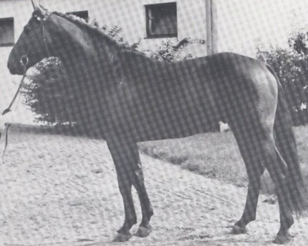 horse Amboss (Holsteiner, 1963, from Anblick xx)