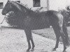 stallion Amboss (Holsteiner, 1963, from Anblick xx)