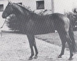 stallion Amboss (Holsteiner, 1963, from Anblick xx)