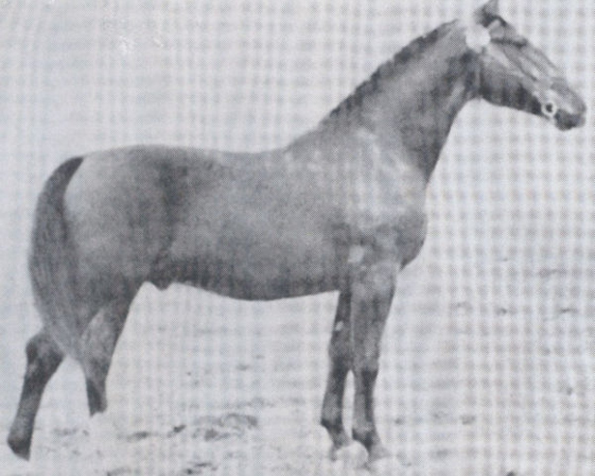 stallion Falkenjaeger (Holsteiner, 1940, from Falke)