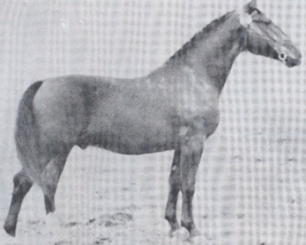 stallion Falkenjaeger (Holsteiner, 1940, from Falke)