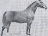 stallion Falkenjaeger (Holsteiner, 1940, from Falke)