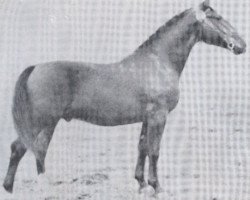 stallion Falkenjaeger (Holsteiner, 1940, from Falke)