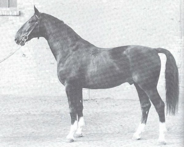 stallion Dompfaff (Westphalian, 1952, from Dömitz I)