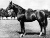 stallion Anilin (Hanoverian, 1941, from Anstand)