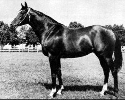 stallion Anilin (Hanoverian, 1941, from Anstand)