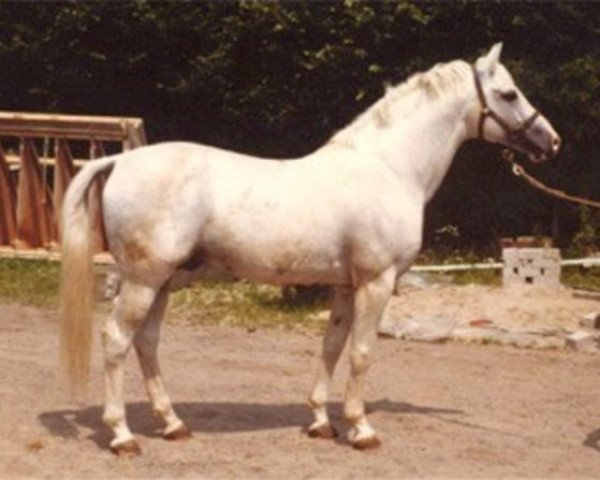 stallion Ramano (Hanoverian, 1963, from Ramzes AA)