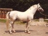 stallion Ramano (Hanoverian, 1963, from Ramzes AA)