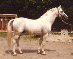 stallion Ramano (Hanoverian, 1963, from Ramzes AA)