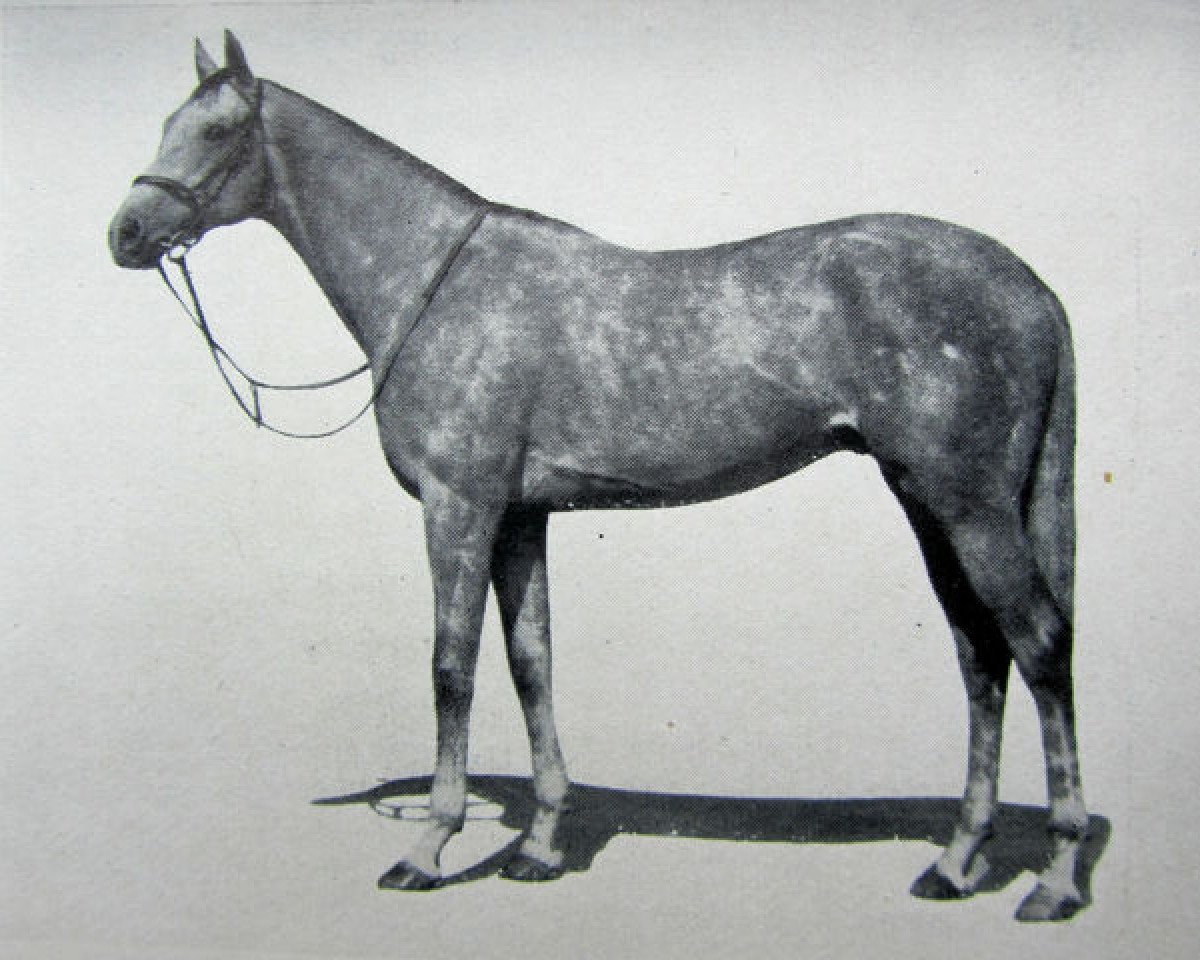 stallion Tabriz xx (Thoroughbred, 1947, from Tehran xx)