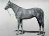 stallion Tabriz xx (Thoroughbred, 1947, from Tehran xx)