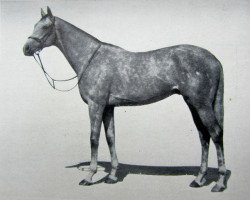 stallion Tabriz xx (Thoroughbred, 1947, from Tehran xx)